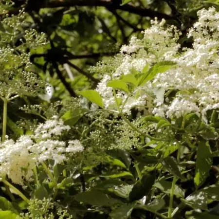 Szálloda Hollerbusch Weimar