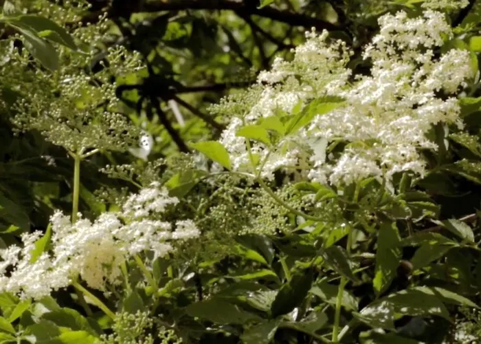 Szálloda Hollerbusch Weimar